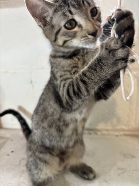 LOLLY - Domestic Short Hair / Tabby available for adoption