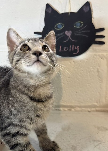 LOLLY - Domestic Short Hair / Tabby available for adoption