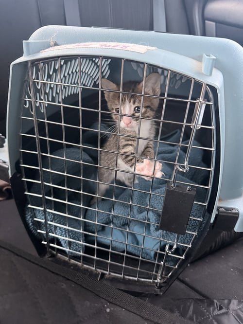 ZITI - Domestic Short Hair available for adoption