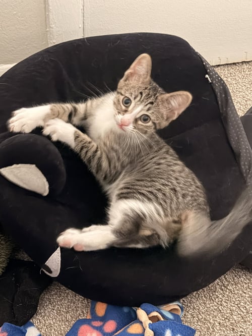 ZITI - Domestic Short Hair available for adoption