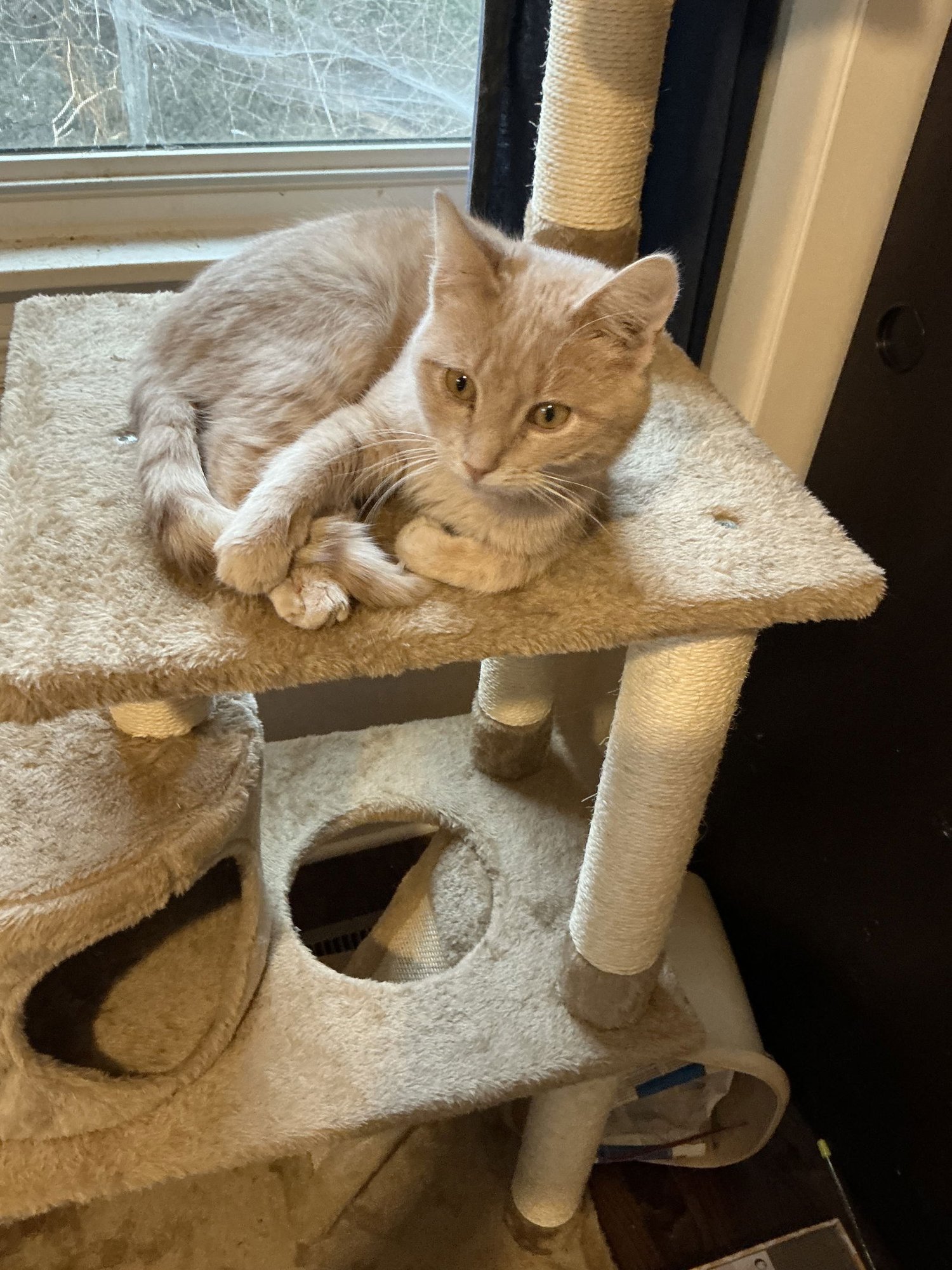 DOLLAR BILL - Domestic Short Hair available for adoption