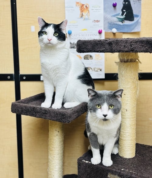 BYRDIE & MICKLE (BONDED PAIR) - Domestic Short Hair available for adoption