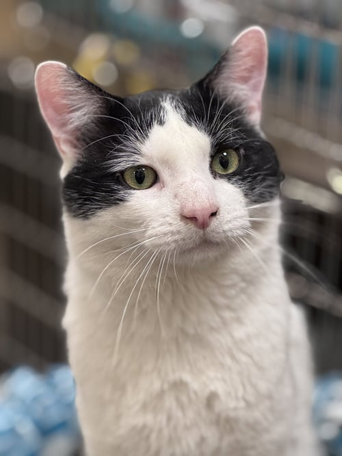 BYRDIE & MICKLE (BONDED PAIR) - Domestic Short Hair available for adoption