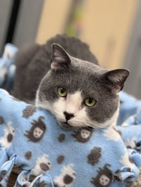 Byrdie & Mickle (bonded pair) - Photo 4
