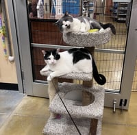 Byrdie & Mickle (bonded pair) - Photo 6