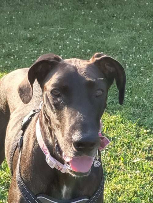 INDIGO - Great Dane available for adoption