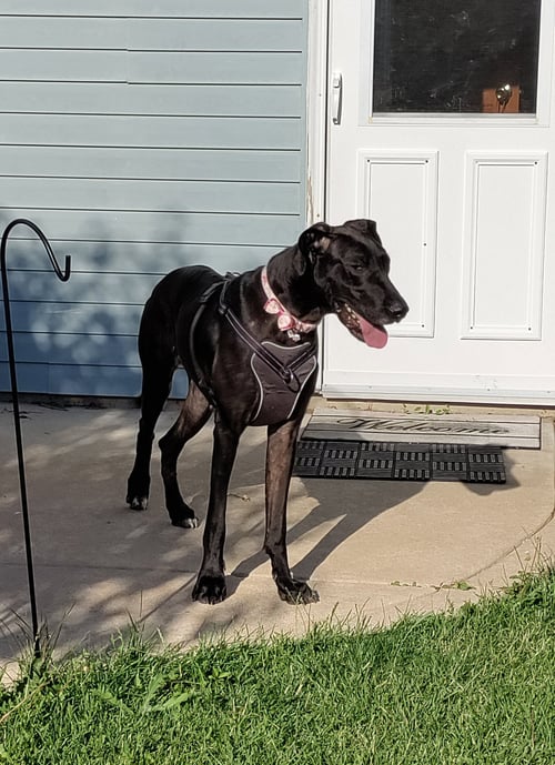 INDIGO - Great Dane available for adoption