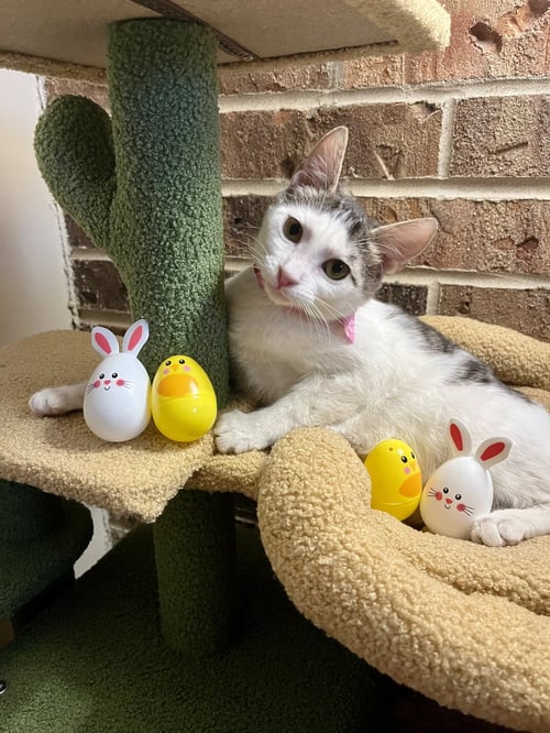 BLOSSOM - Domestic Short Hair available for adoption