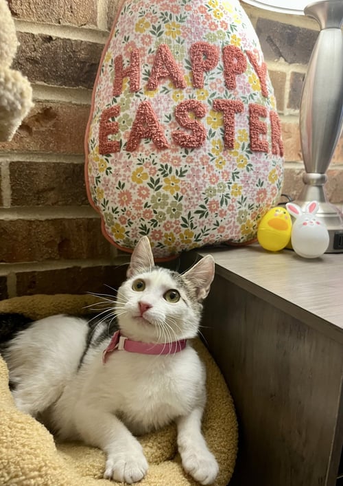 BLOSSOM - Domestic Short Hair available for adoption