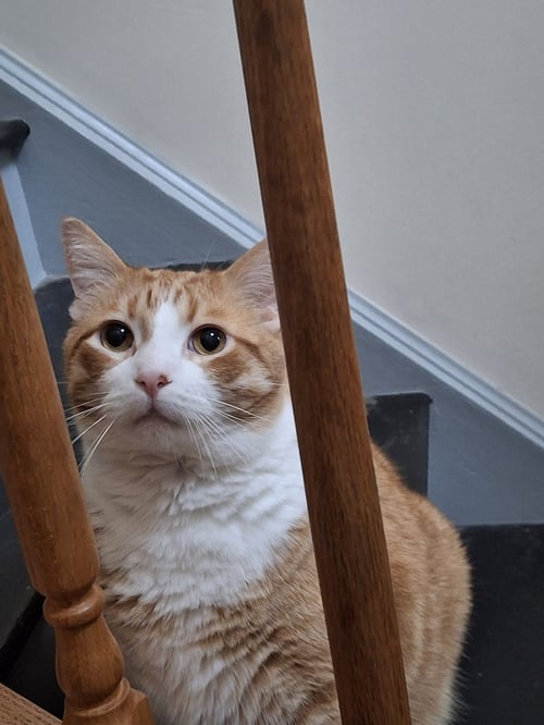 COLBY - Domestic Short Hair available for adoption
