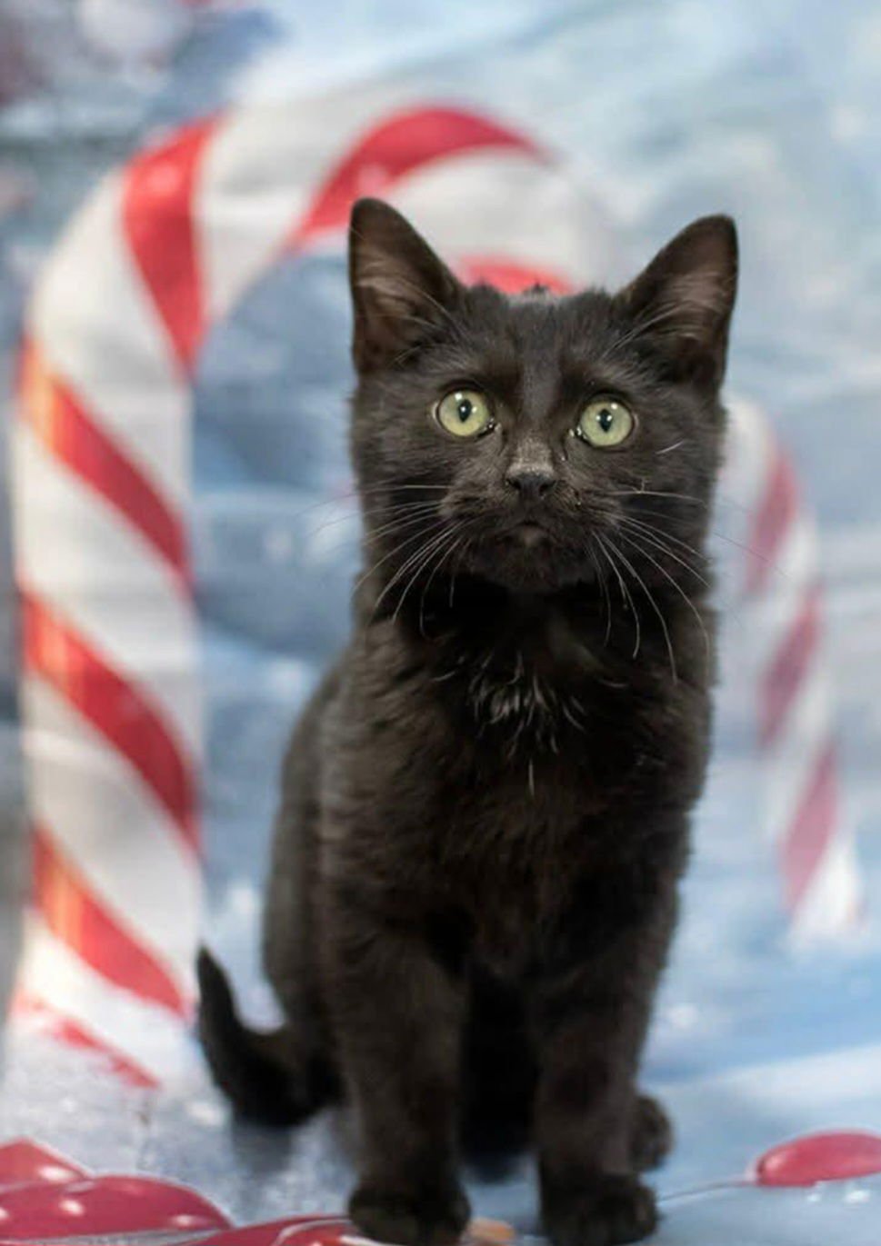 PEPPERMINT - Domestic Short Hair available for adoption