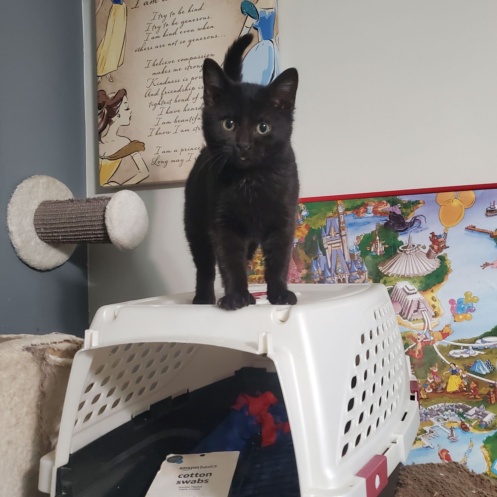 PEPPERMINT - Domestic Short Hair available for adoption