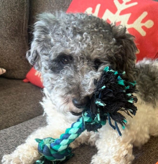 WINSTON - Poodle (Miniature) available for adoption