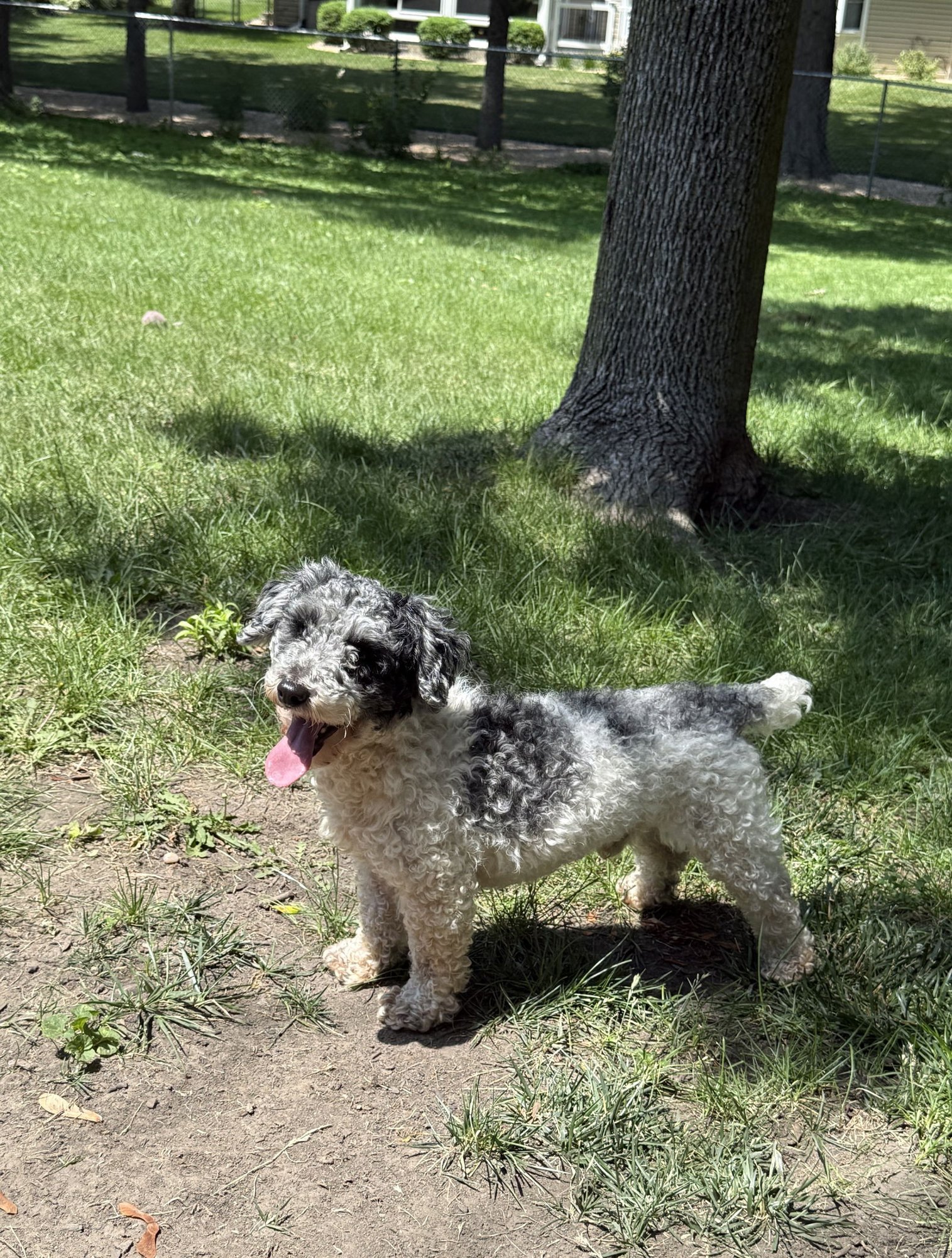 WINSTON - Poodle (Miniature) available for adoption