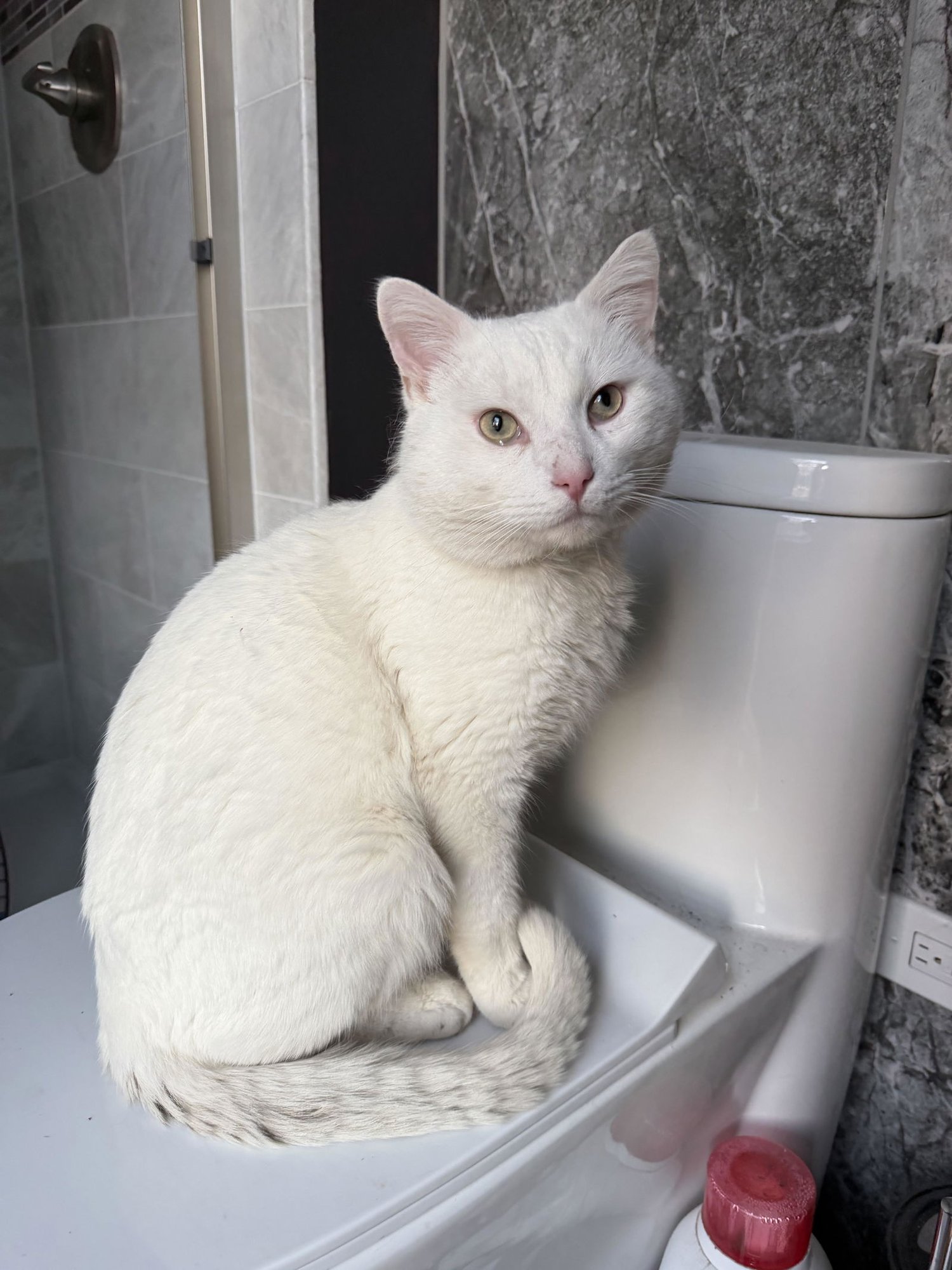 ZEAL - Domestic Short Hair available for adoption