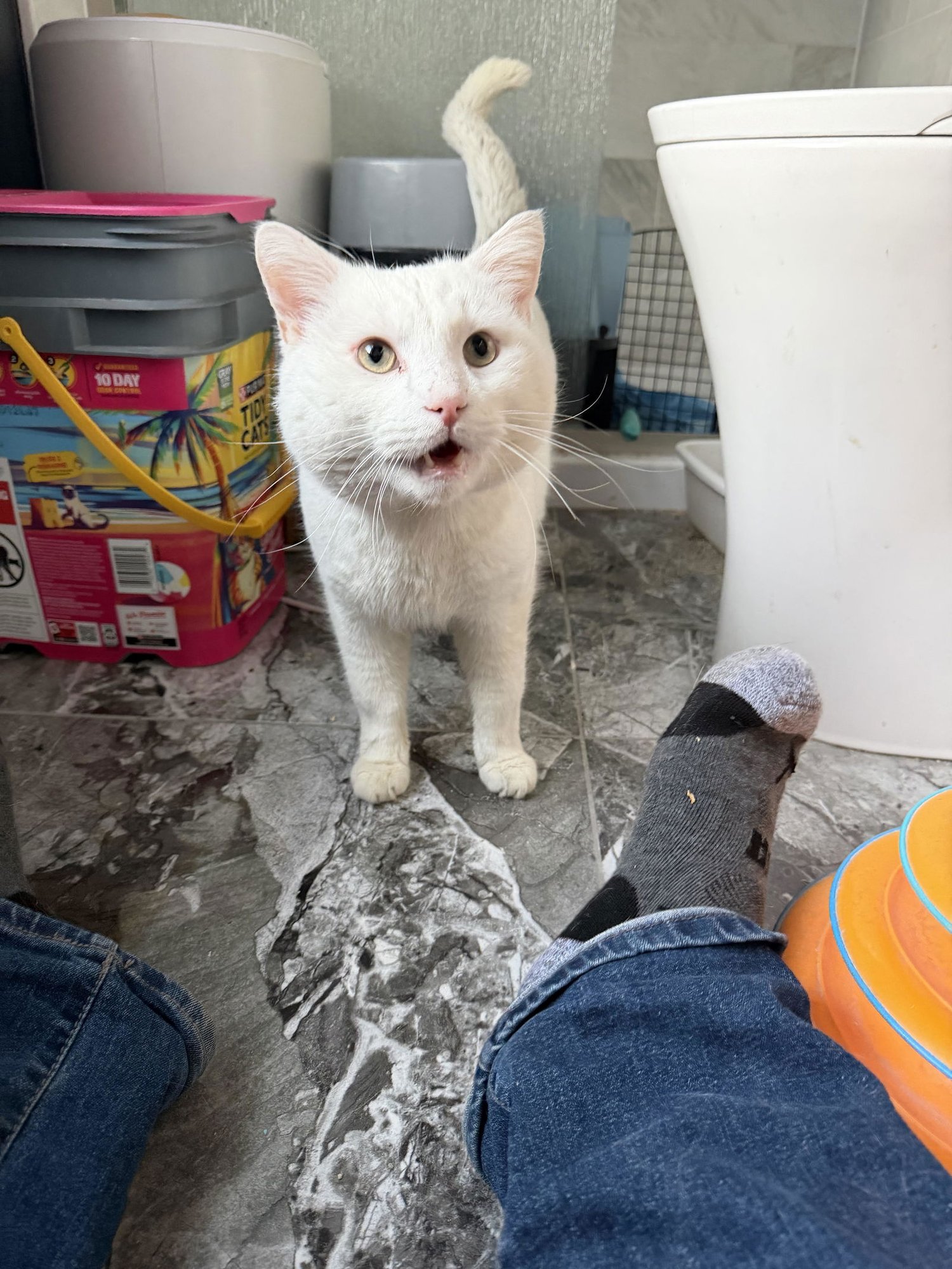 ZEAL - Domestic Short Hair available for adoption