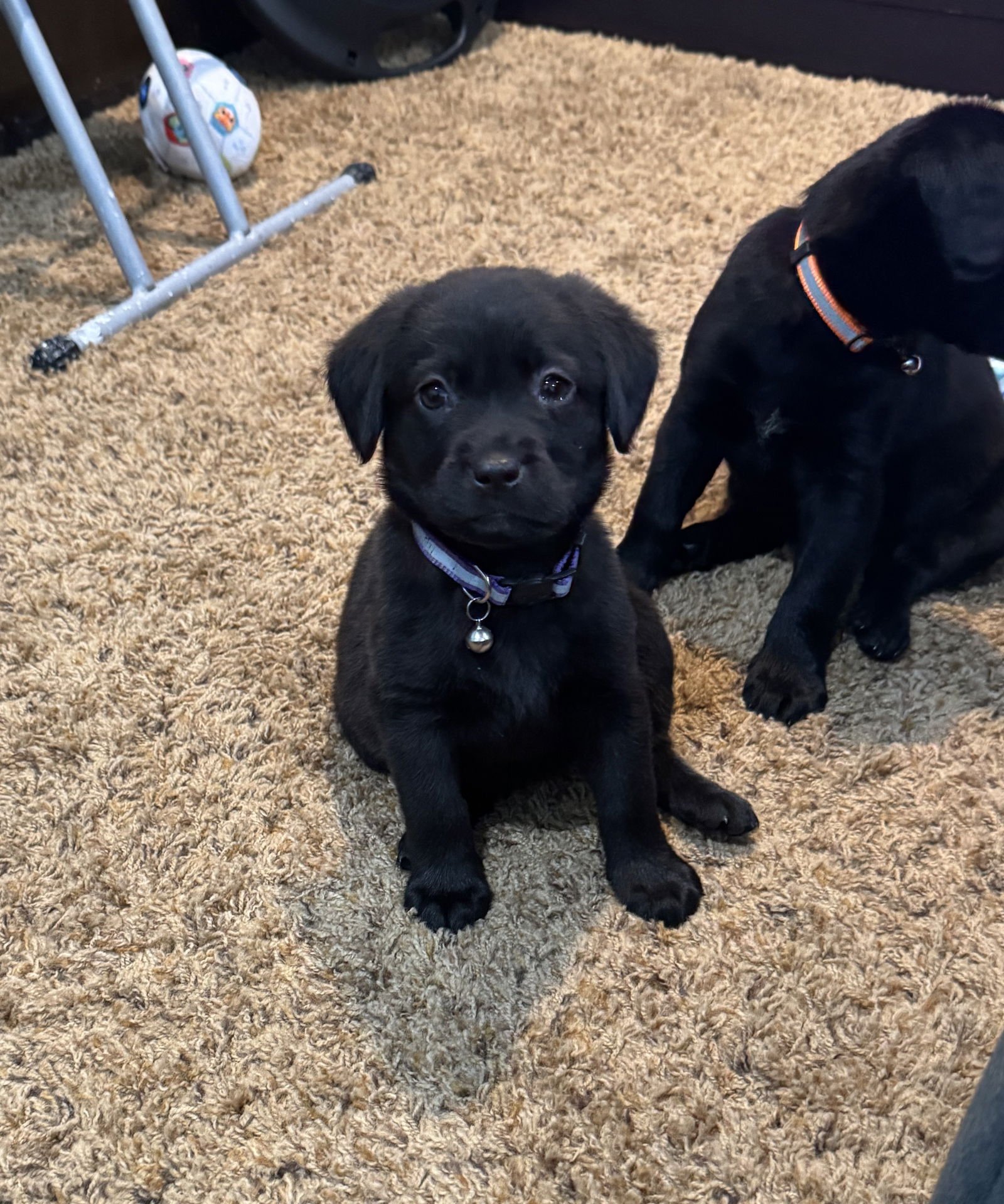 HUDSON - Labrador Retriever / Beagle available for adoption