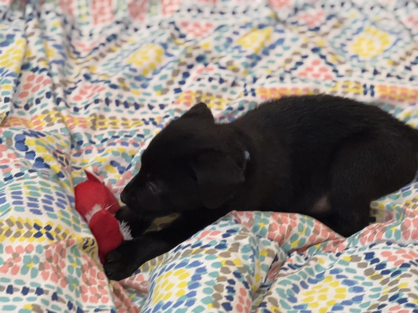 HUDSON - Labrador Retriever / Beagle available for adoption