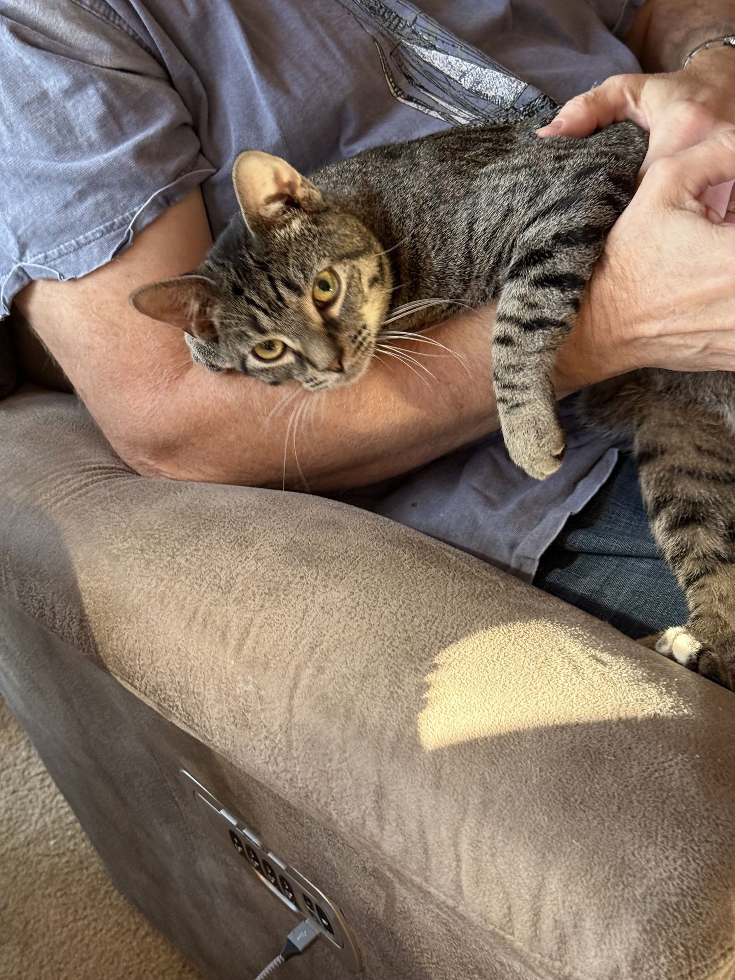 TINKY WINKY - Domestic Short Hair for adoption in Naperville