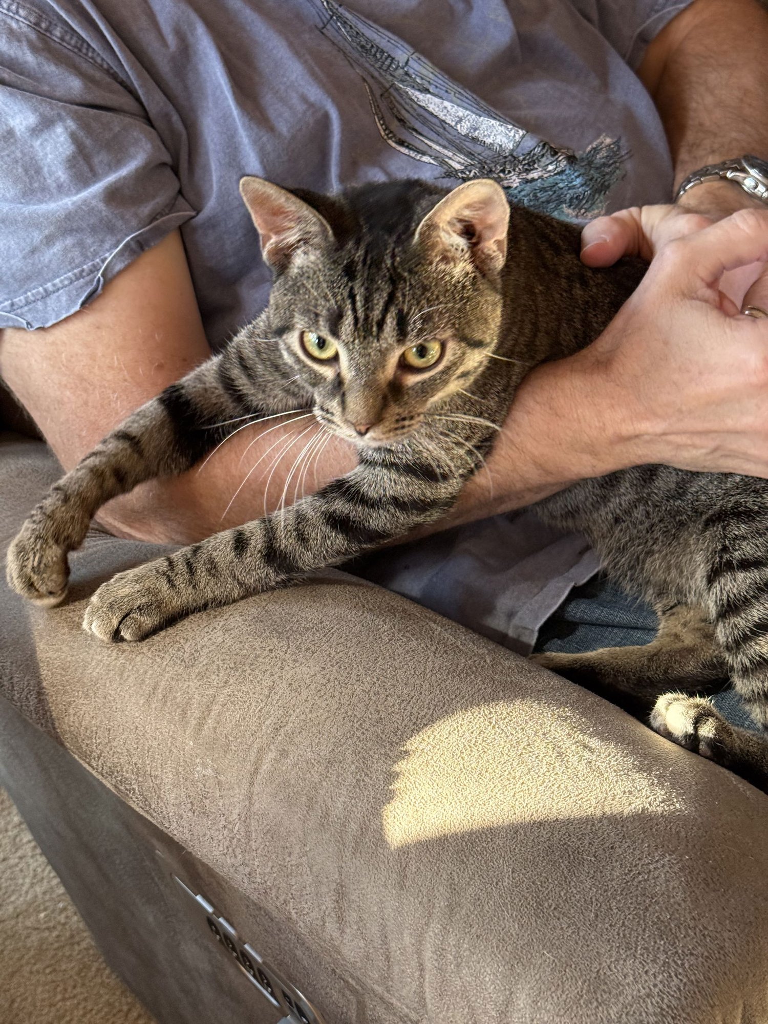 TINKY WINKY - Domestic Short Hair available for adoption