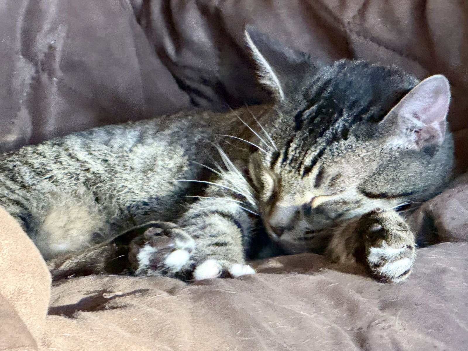 Tinky Winky - Photo 4