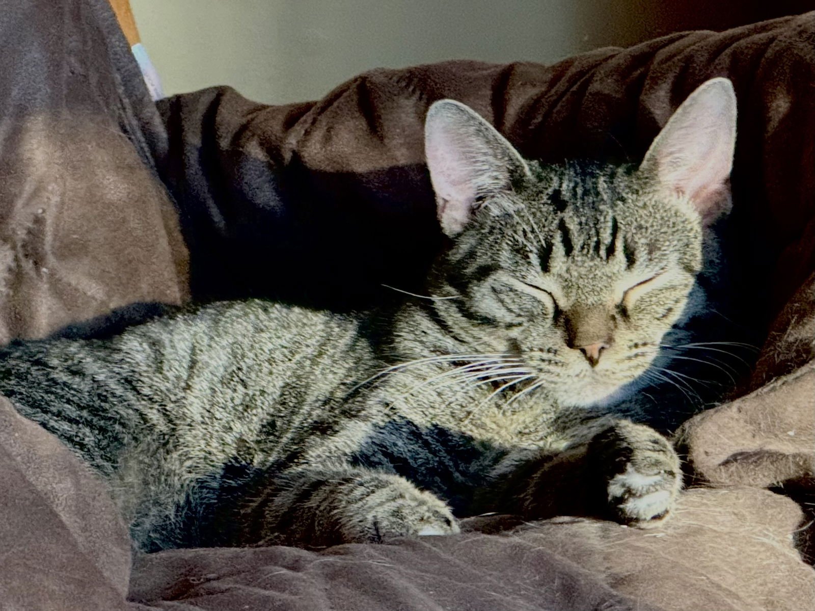 Tinky Winky - Photo 5