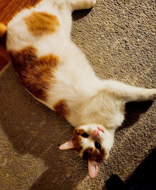 SASHA - Domestic Short Hair available for adoption