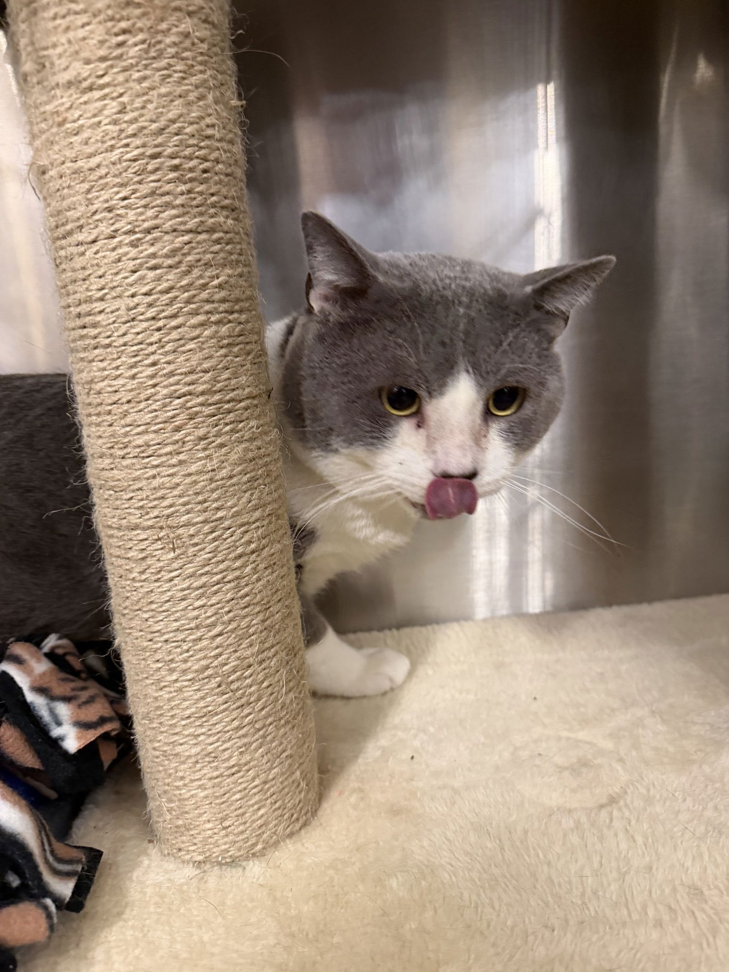 MICKLE & BYRDIE (BONDED PAIR) - Domestic Short Hair available for adoption