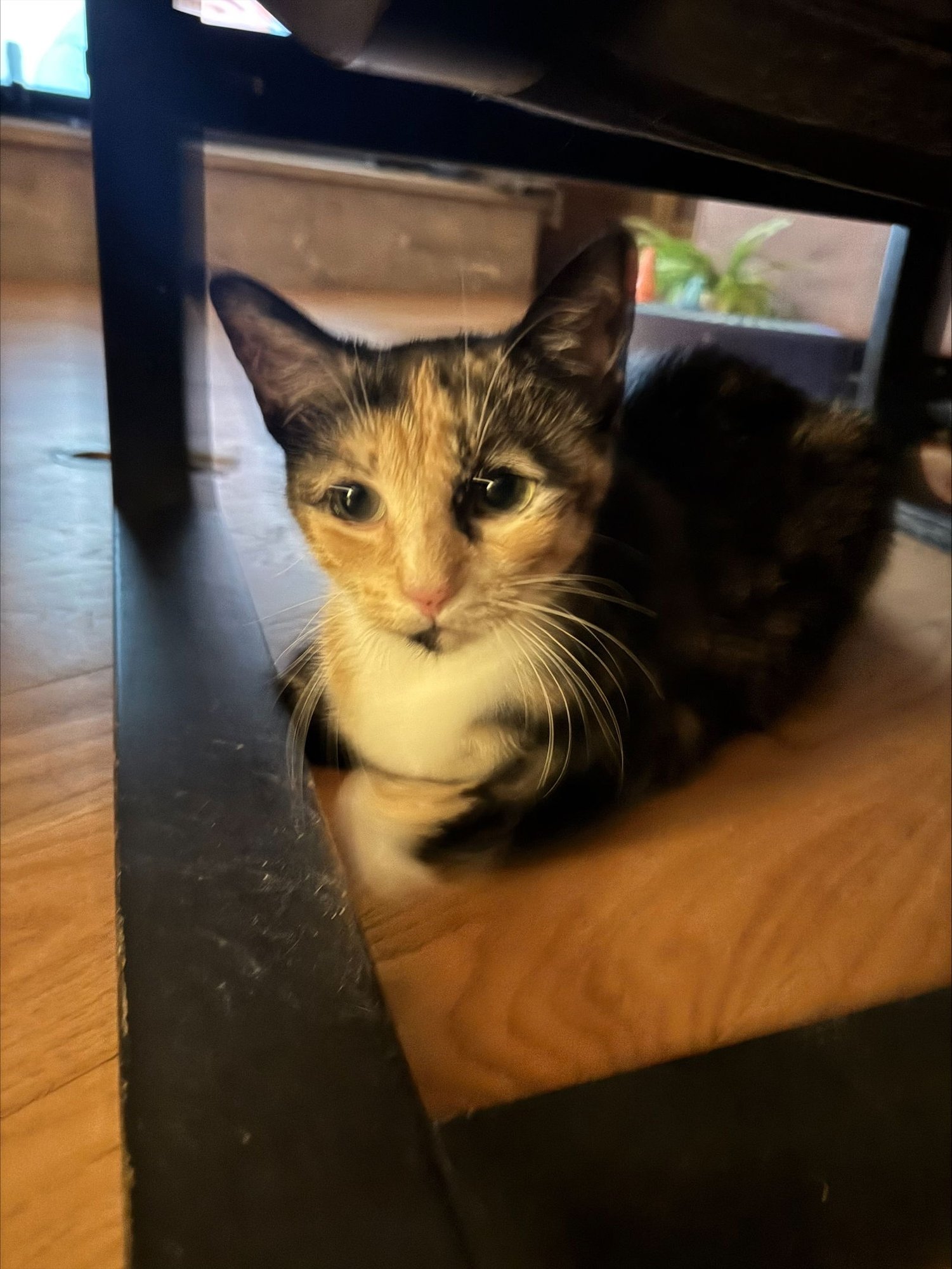 PEPPER - Domestic Short Hair available for adoption