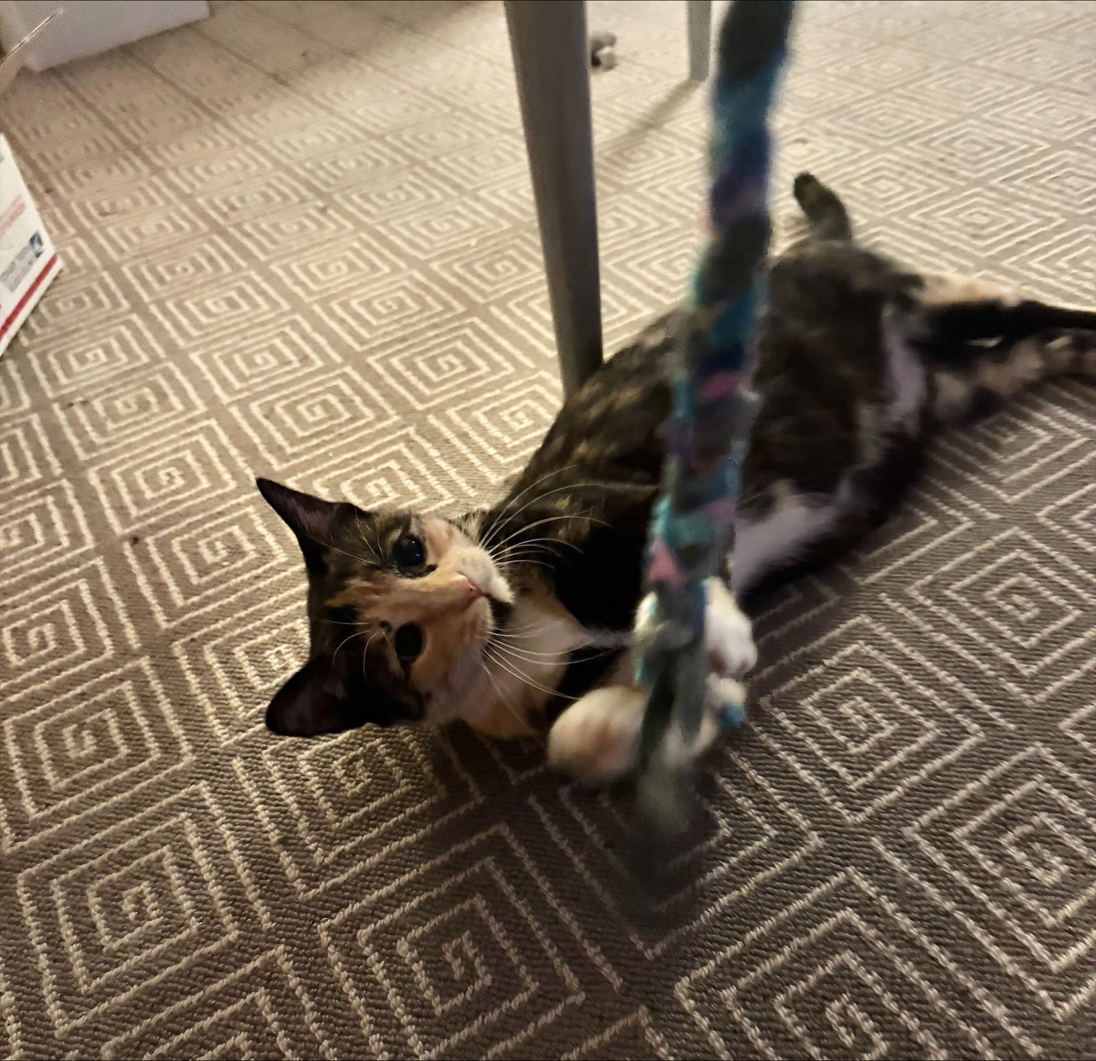 PEPPER - Domestic Short Hair available for adoption