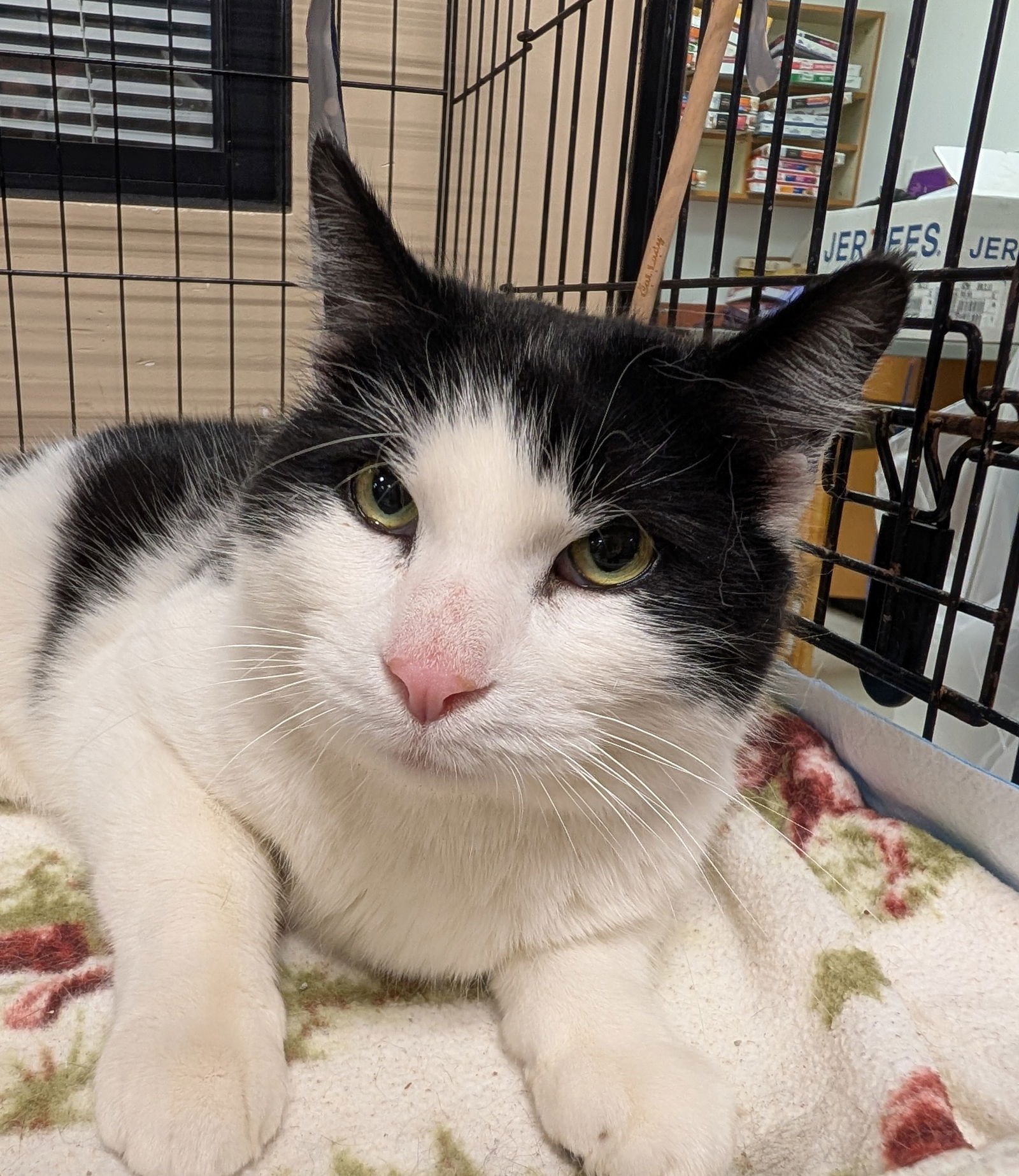 KENNETH - Domestic Short Hair available for adoption