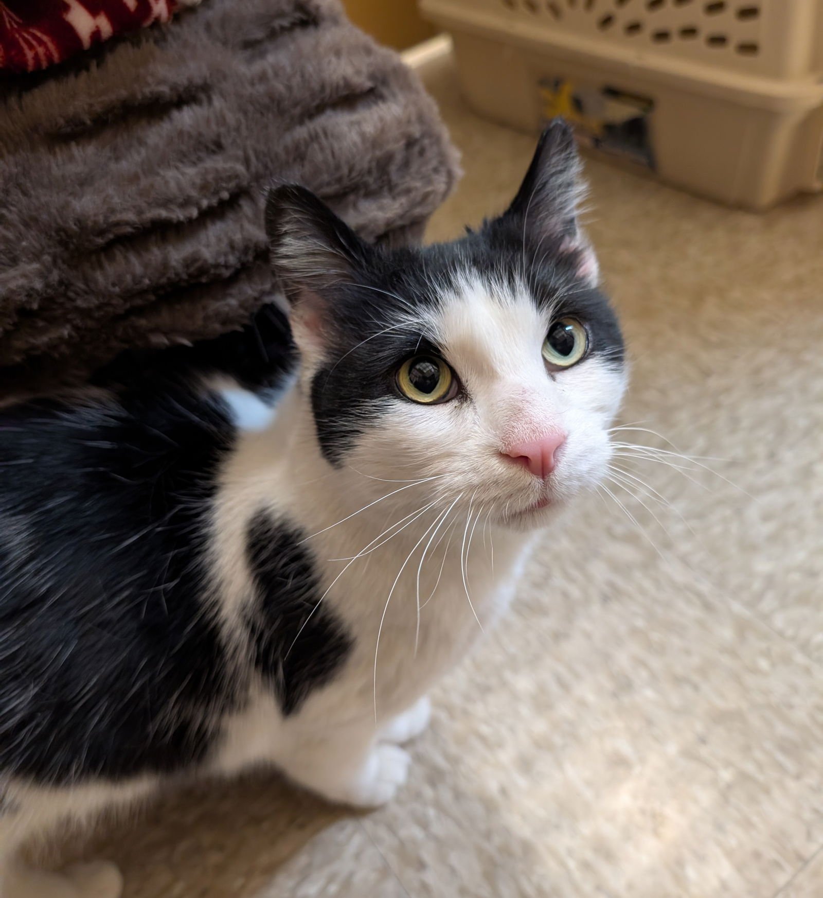 KENNETH - Domestic Short Hair available for adoption