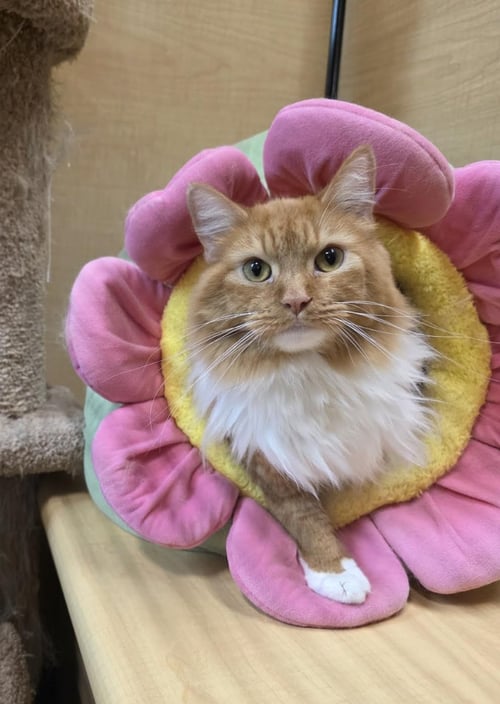 PASTOR - Domestic Long Hair available for adoption