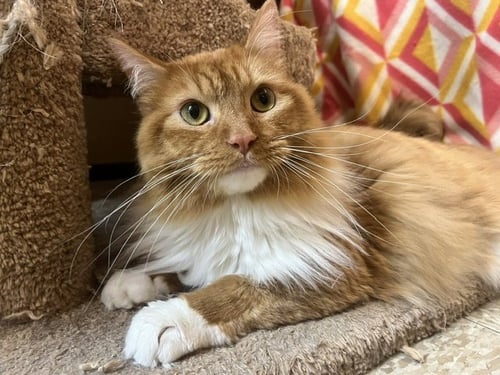 PASTOR - Domestic Long Hair available for adoption