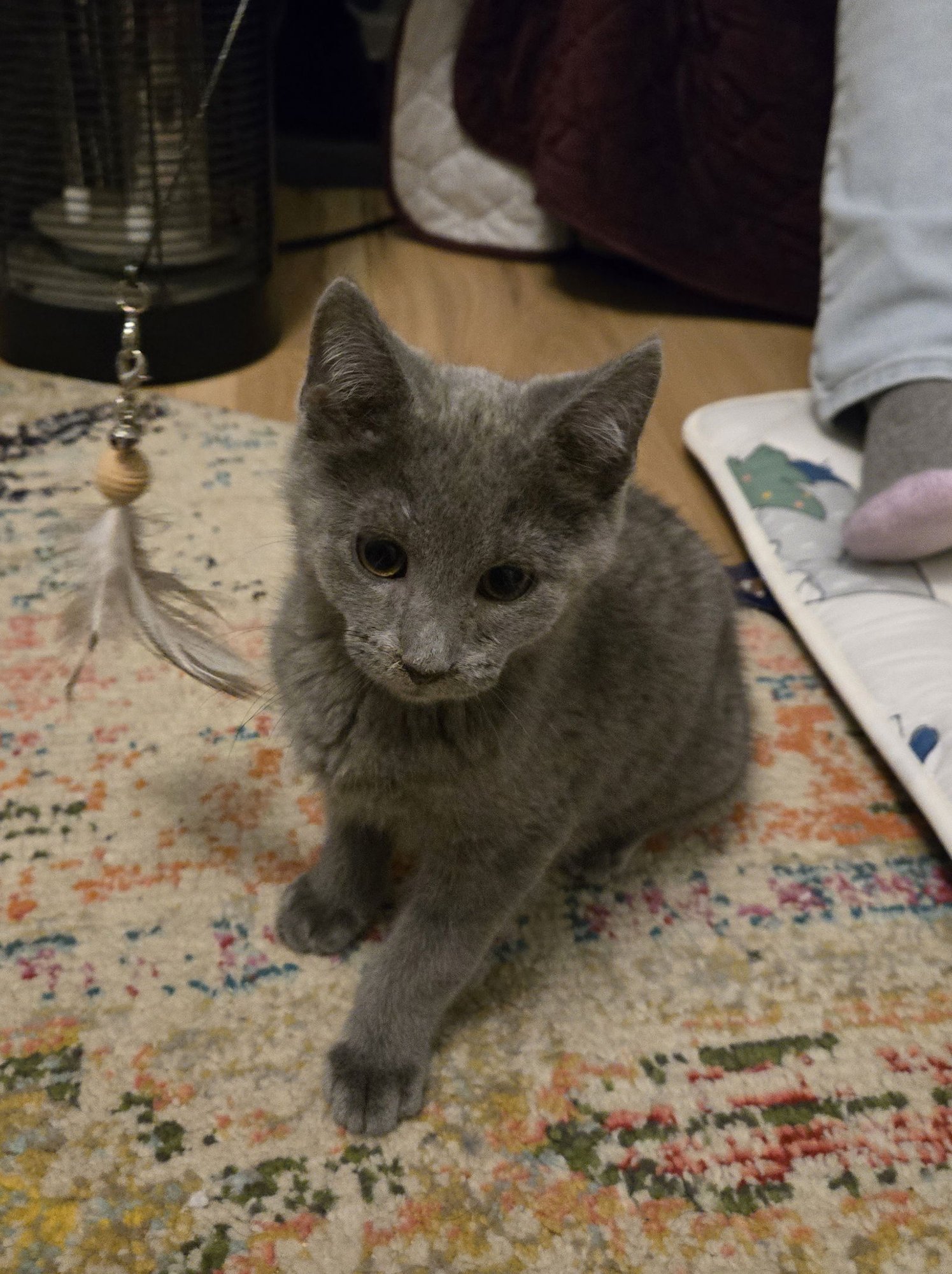 SNOOPY - Domestic Short Hair available for adoption