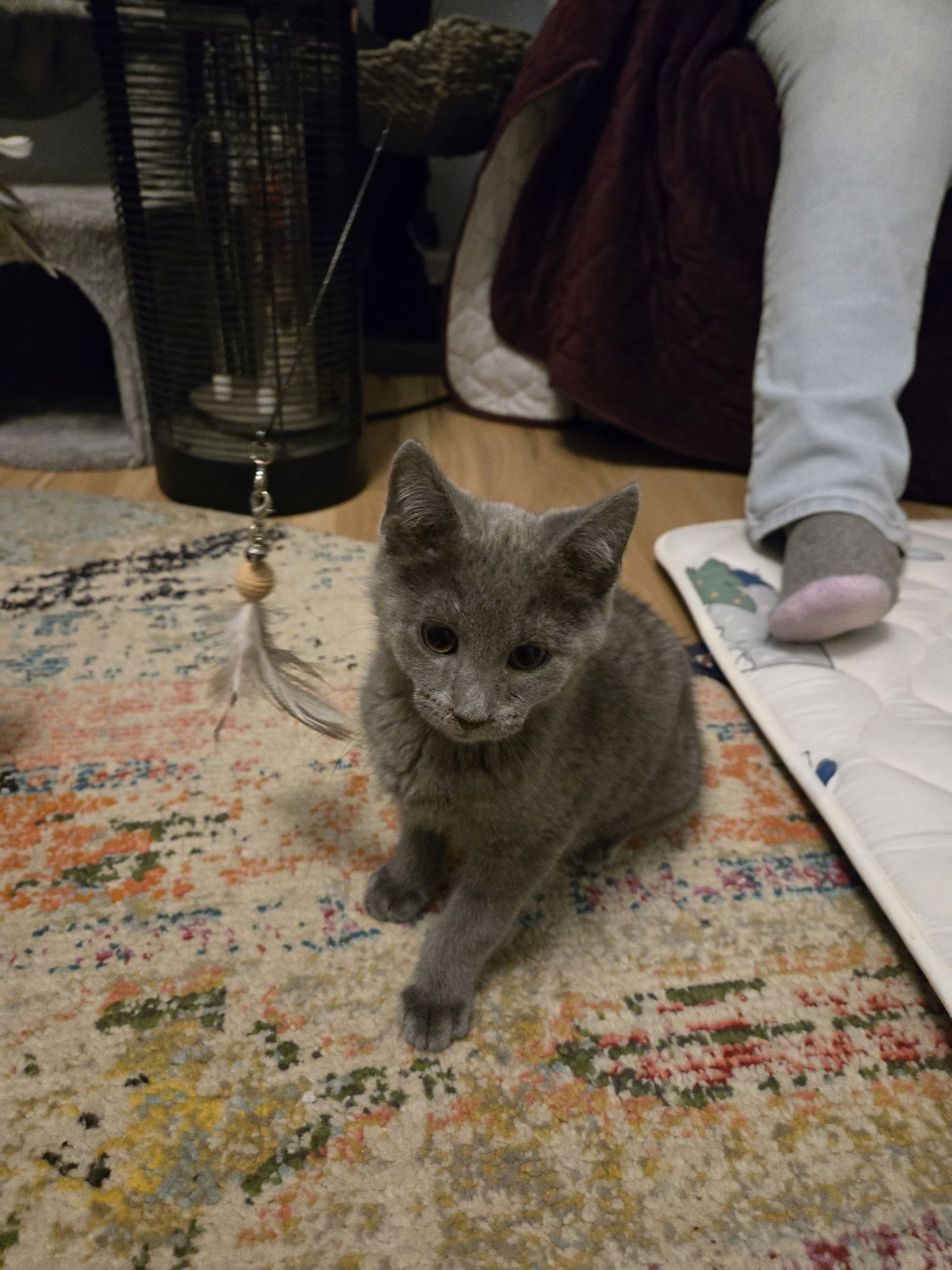 SNOOPY - Domestic Short Hair available for adoption