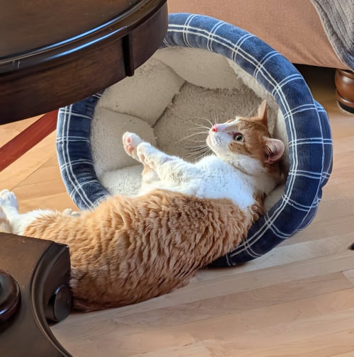 CHARLES - Domestic Short Hair available for adoption