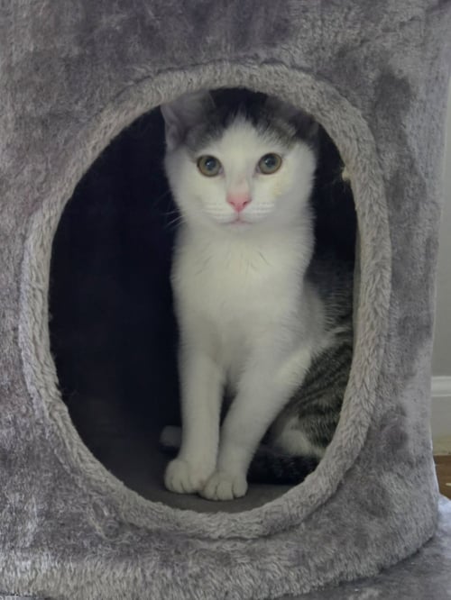 WIGGLY - Domestic Short Hair available for adoption