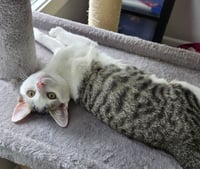 Wiggly - Photo 3