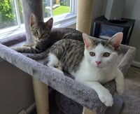 Wiggly - Photo 4