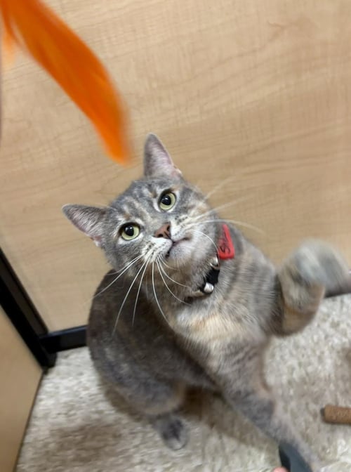 PROFESSOR SHEENA - Domestic Short Hair / Siamese available for adoption