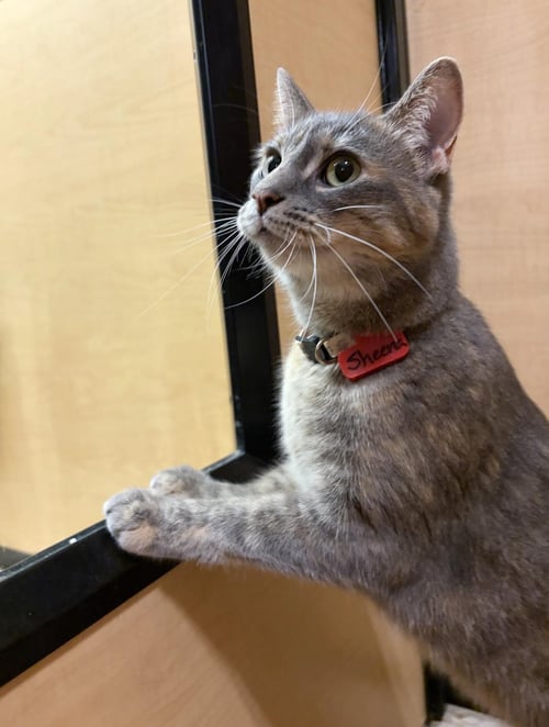 PROFESSOR SHEENA - Domestic Short Hair / Siamese available for adoption