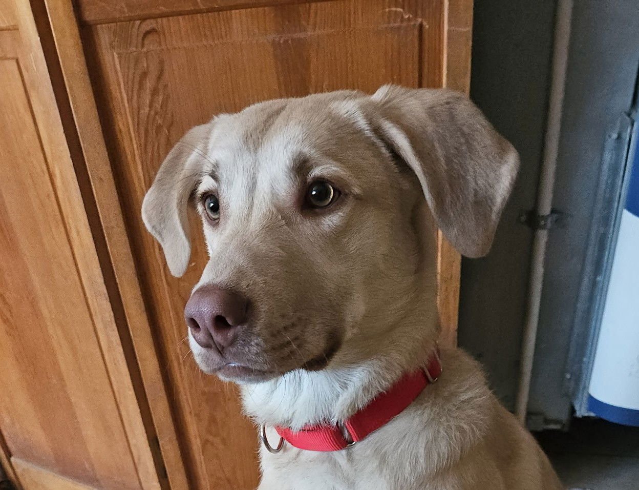 JOHNNY - Labrador Retriever / Golden Retriever available for adoption