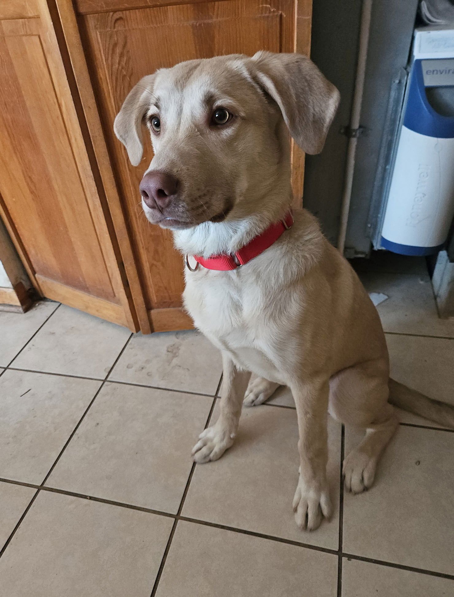 JOHNNY - Labrador Retriever / Golden Retriever available for adoption