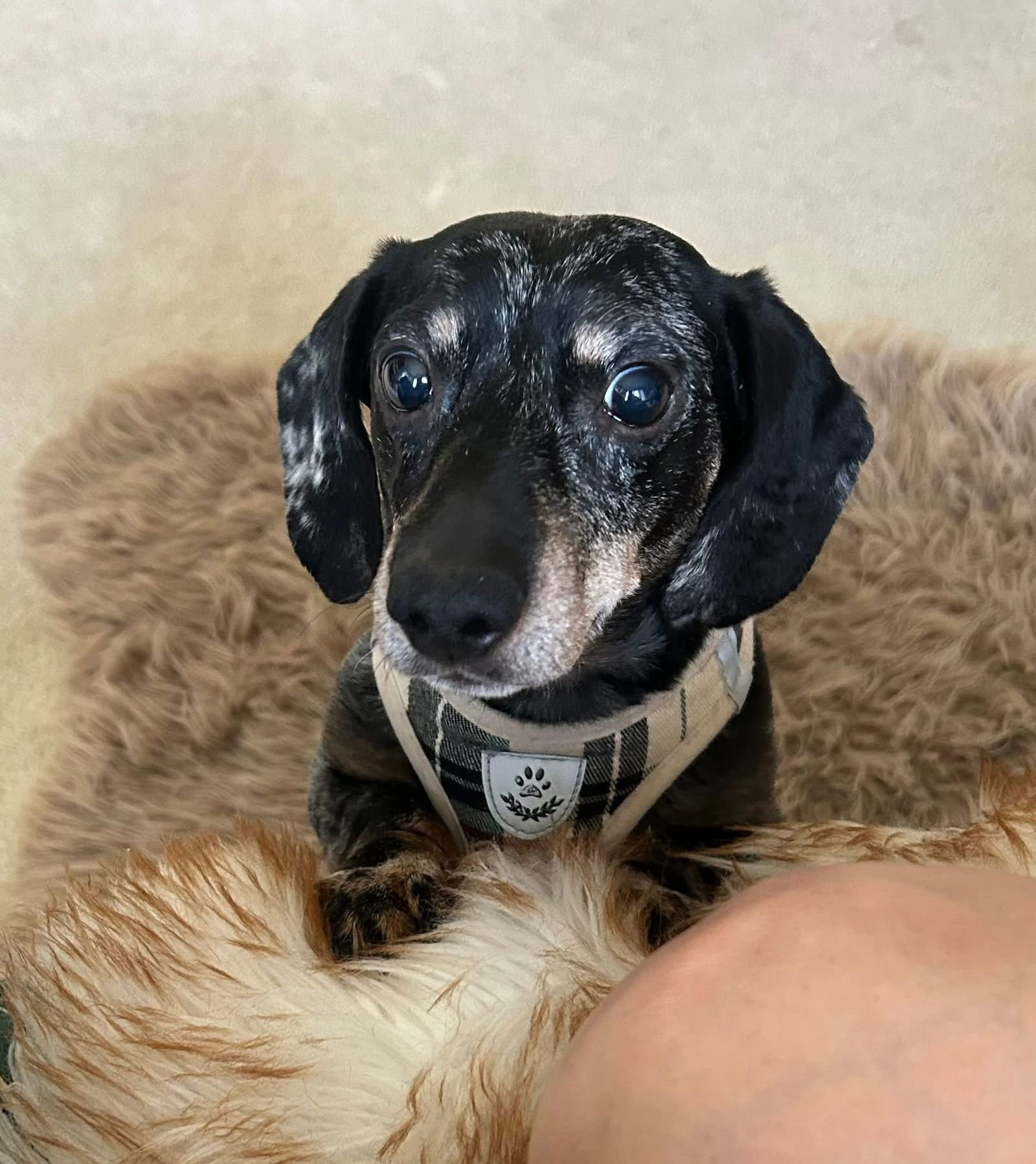 HENRI - Dachshund available for adoption