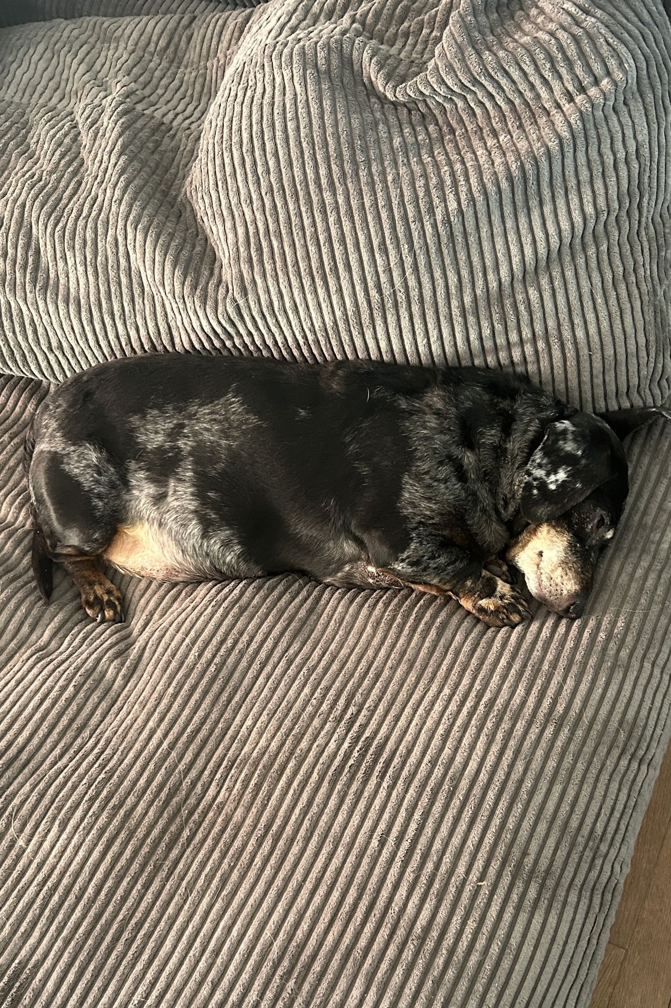 HENRI - Dachshund available for adoption