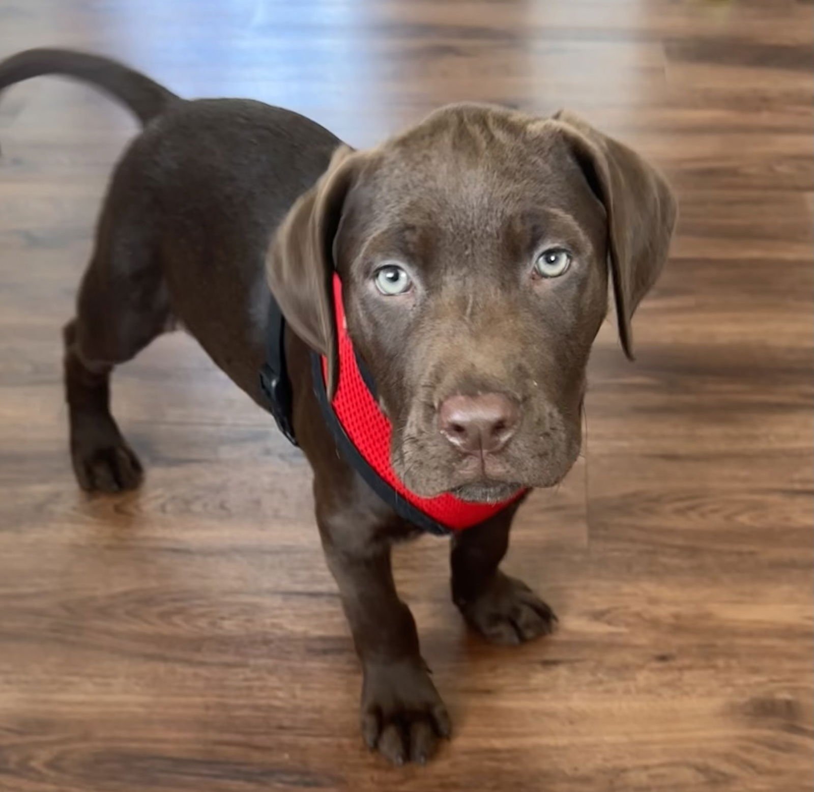 THEO - Labrador Retriever available for adoption