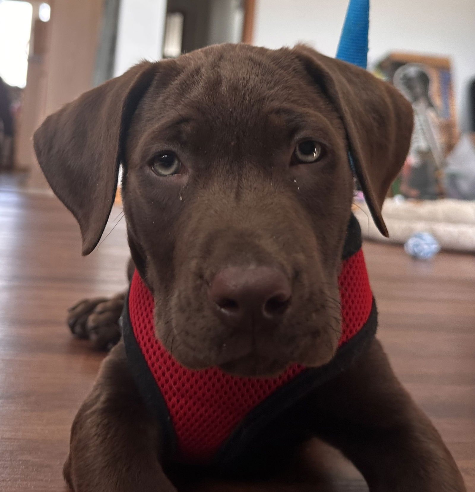 THEO - Labrador Retriever available for adoption