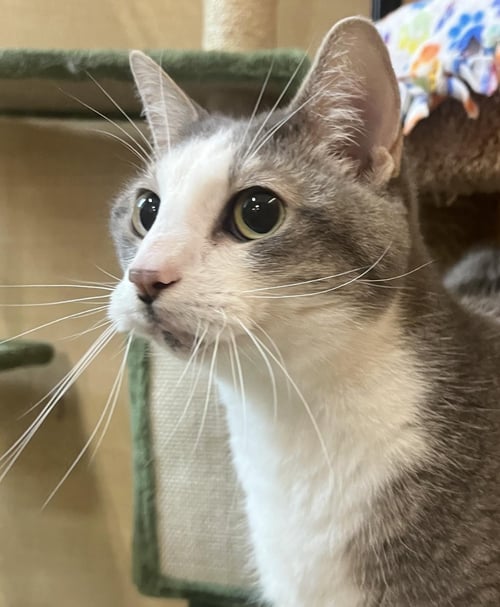 PEEPS - Domestic Short Hair available for adoption