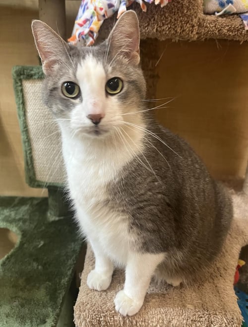 PEEPS - Domestic Short Hair available for adoption